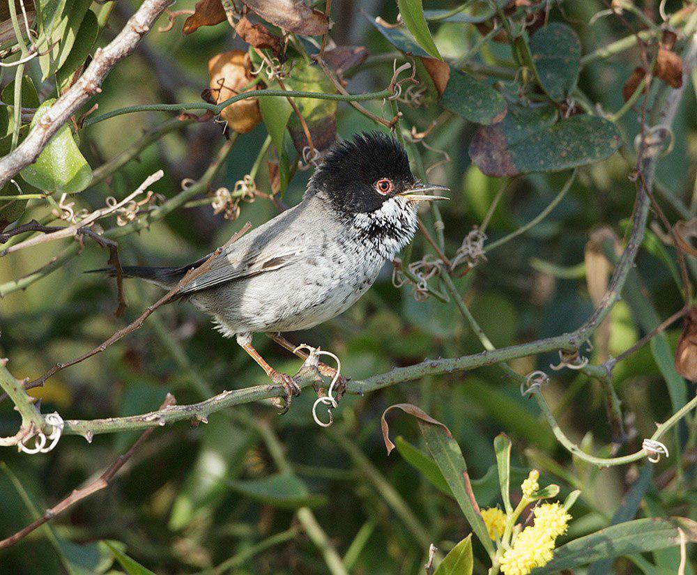 塞浦路斯林莺 / Cyprus Warbler / Curruca melanothorax