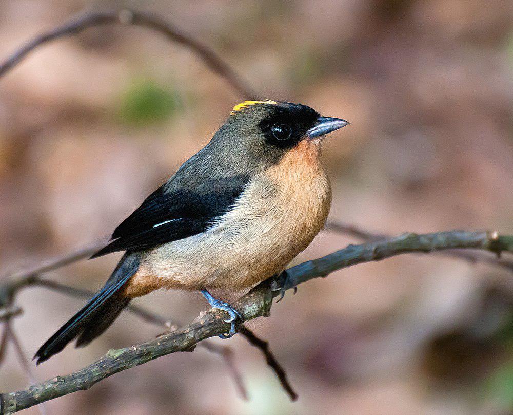 黑脸唐拉格雀 / Black-goggled Tanager / Trichothraupis melanops