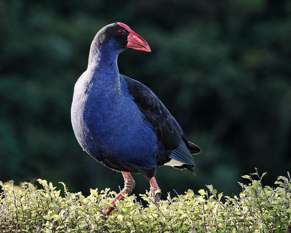 澳洲紫水鸡 / Australasian Swamphen / Porphyrio melanotus