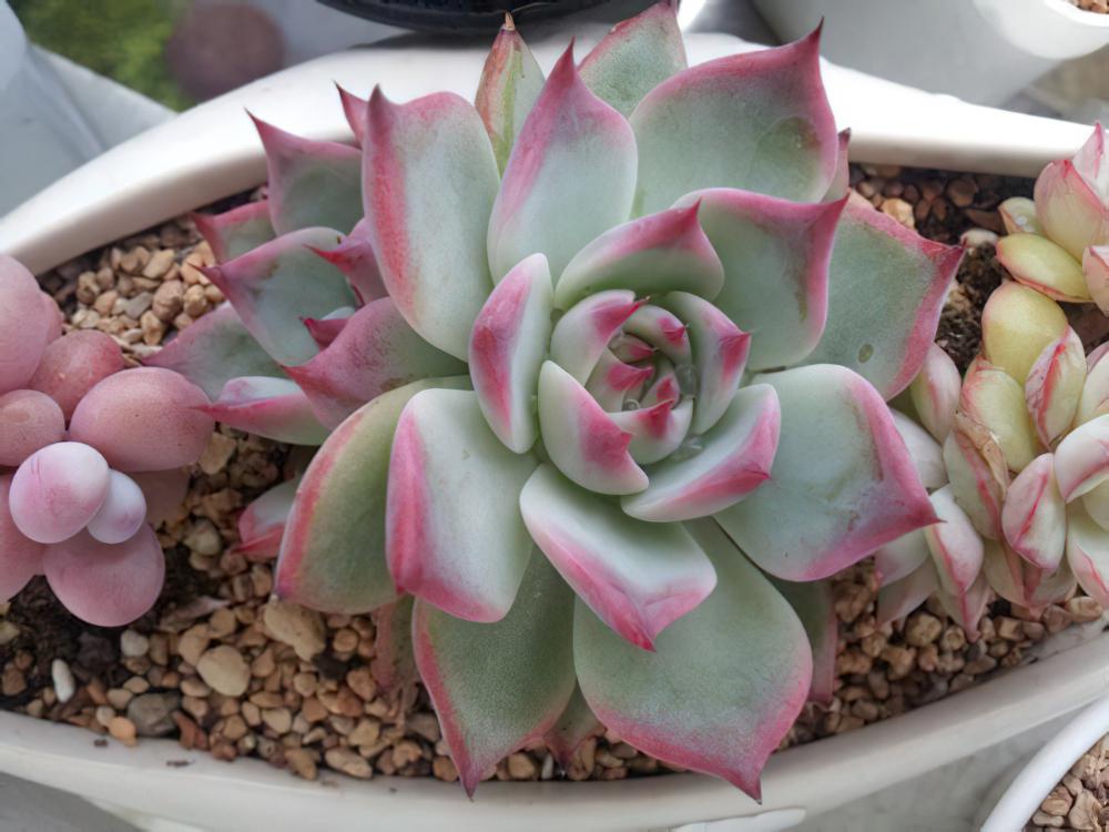 桃太郎Echeveria cv Momotarou