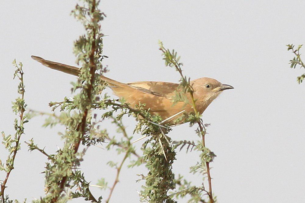 棕褐鸫鹛 / Fulvous Babbler / Argya fulva