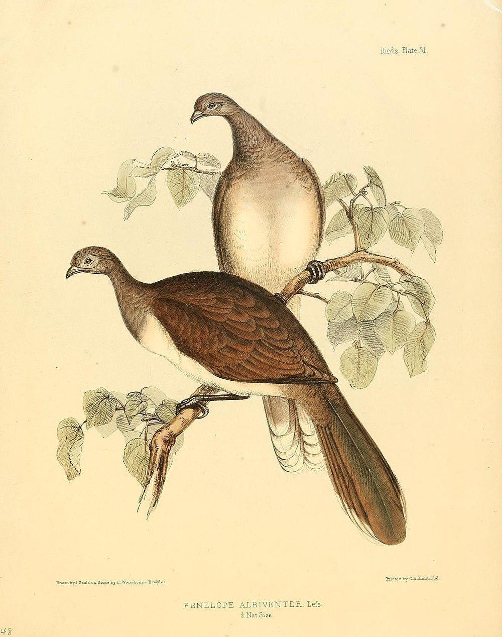 白腹小冠雉 / White-bellied Chachalaca / Ortalis leucogastra