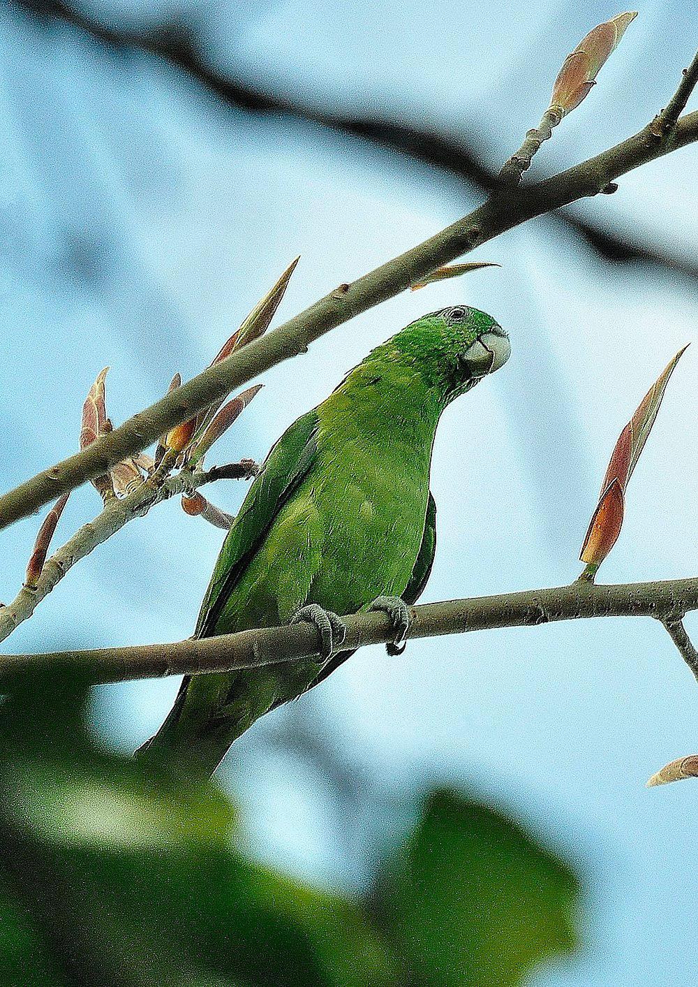 巴拉望扇尾鹦鹉 / Blue-headed Racket-tail / Prioniturus platenae