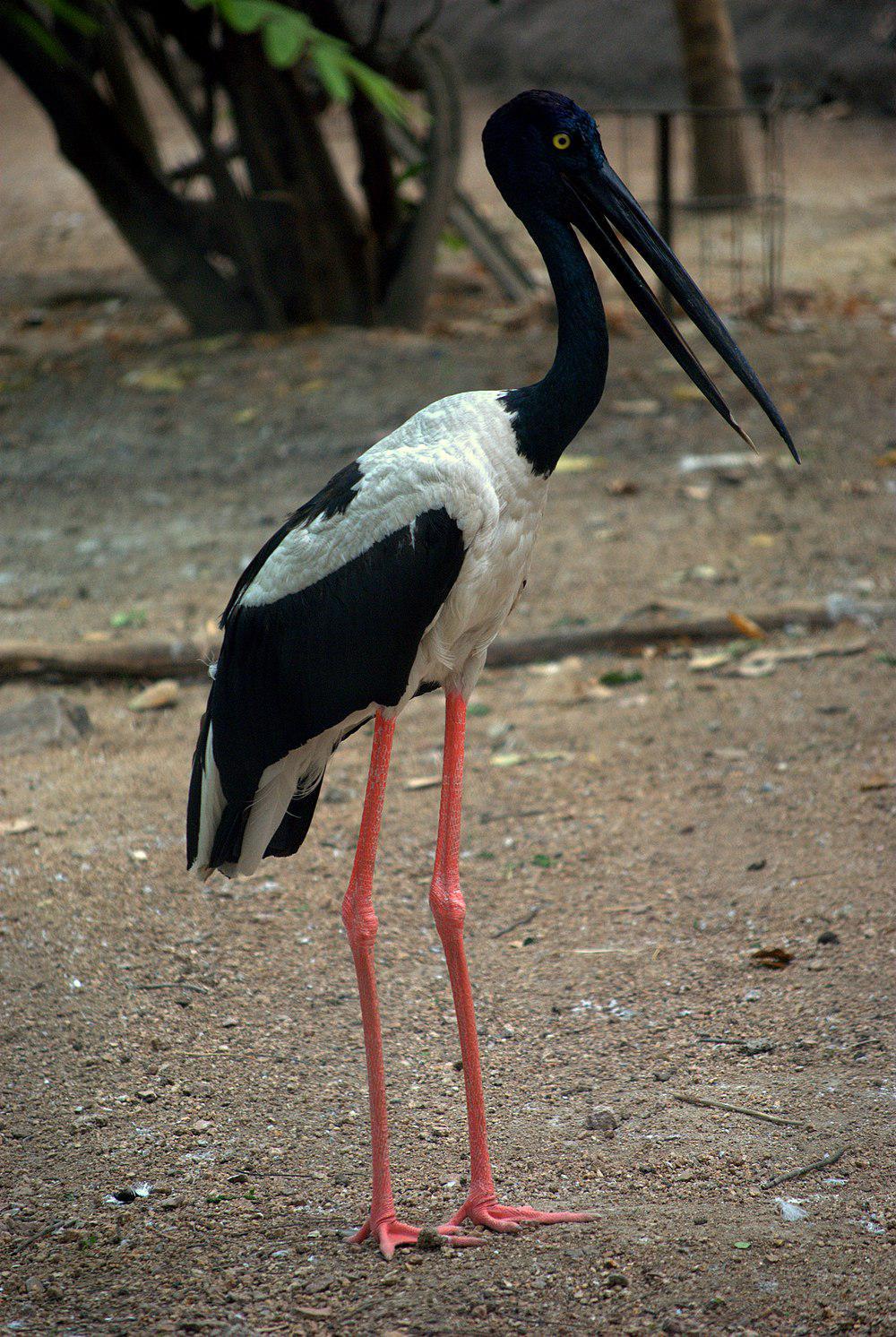 黑颈鹳 / Black-necked Stork / Ephippiorhynchus asiaticus