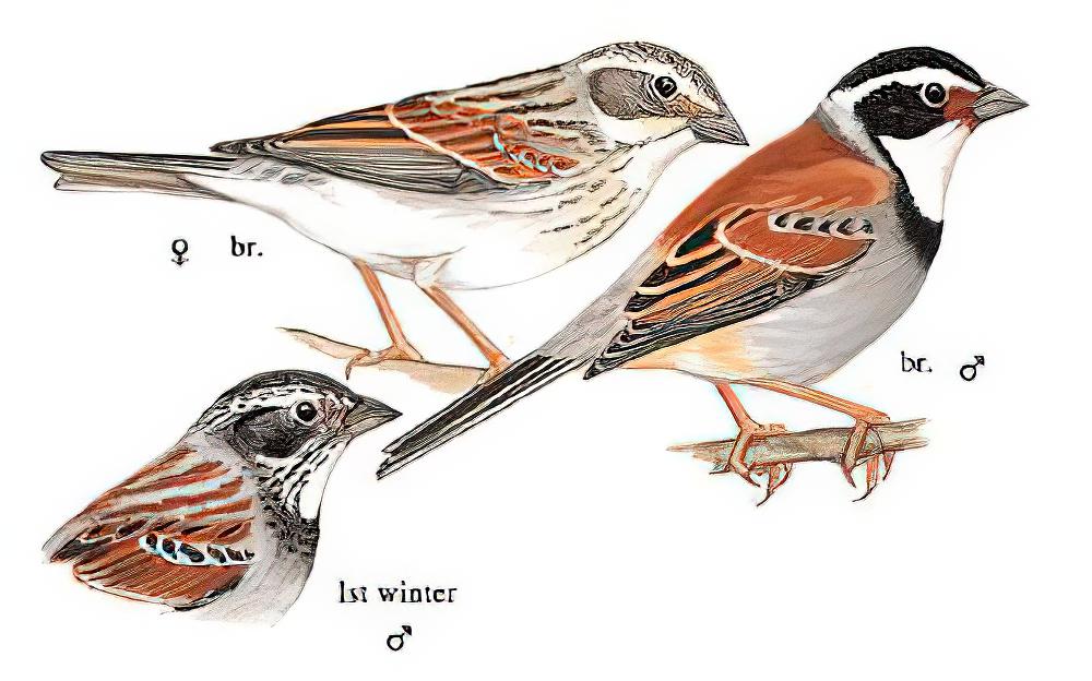 藏鹀 / Tibetan Bunting / Emberiza koslowi