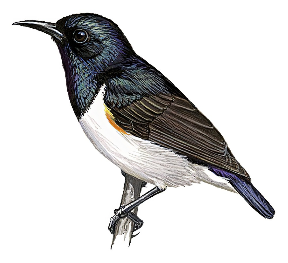 阿曼尼直嘴太阳鸟 / Amani Sunbird / Hedydipna pallidigaster