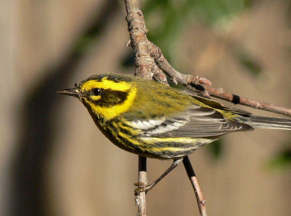 黄眉林莺 / Townsend\'s Warbler / Setophaga townsendi