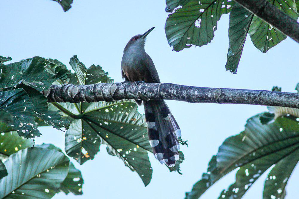 波多黎各蜥鹃 / Puerto Rican Lizard Cuckoo / Coccyzus vieilloti