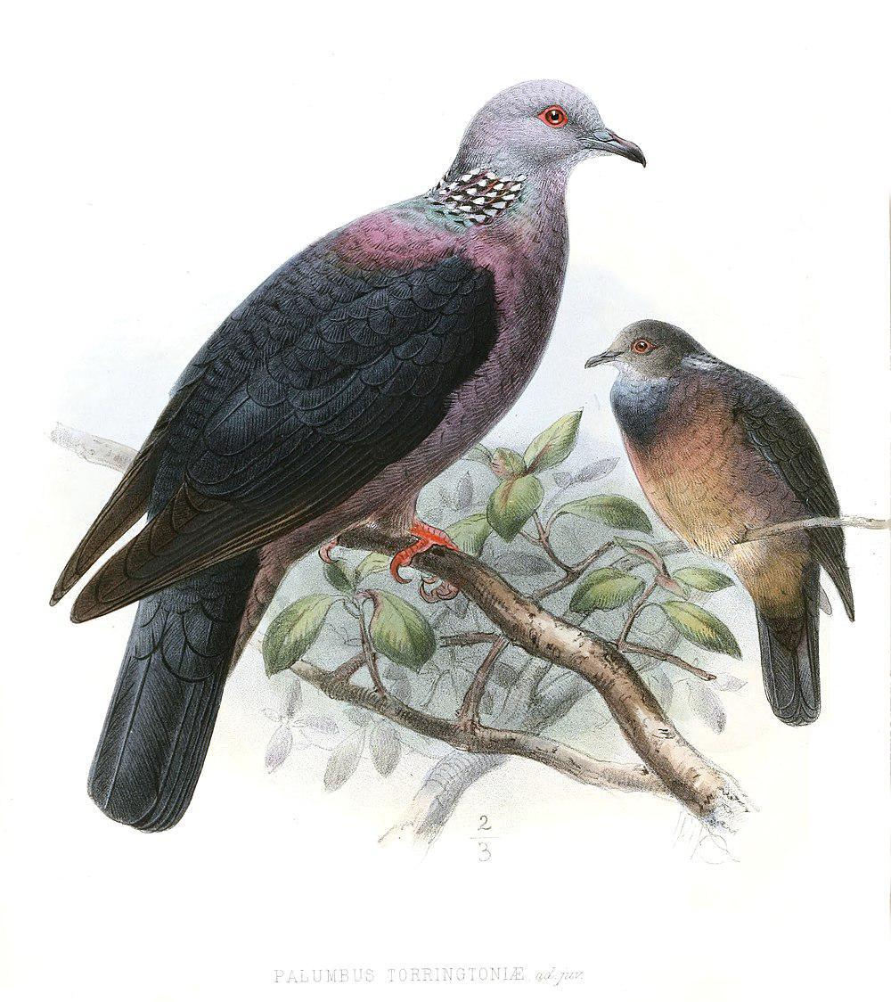 紫头林鸽 / Sri Lanka Wood Pigeon / Columba torringtoniae