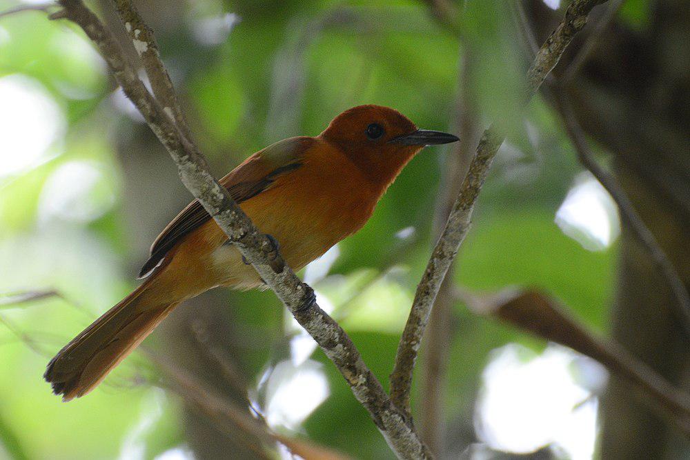 棕寿带 / Rufous Paradise Flycatcher / Terpsiphone cinnamomea