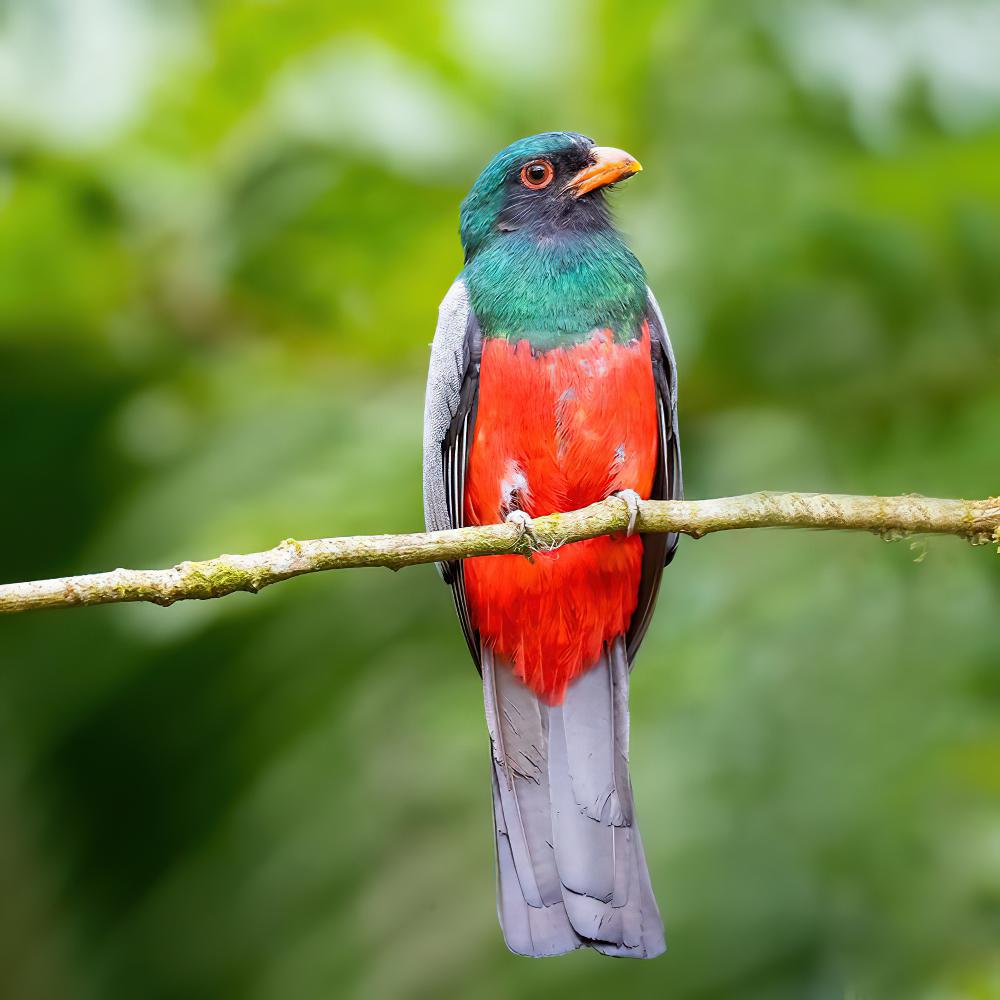 灰尾美洲咬鹃 / Slaty-tailed Trogon / Trogon massena