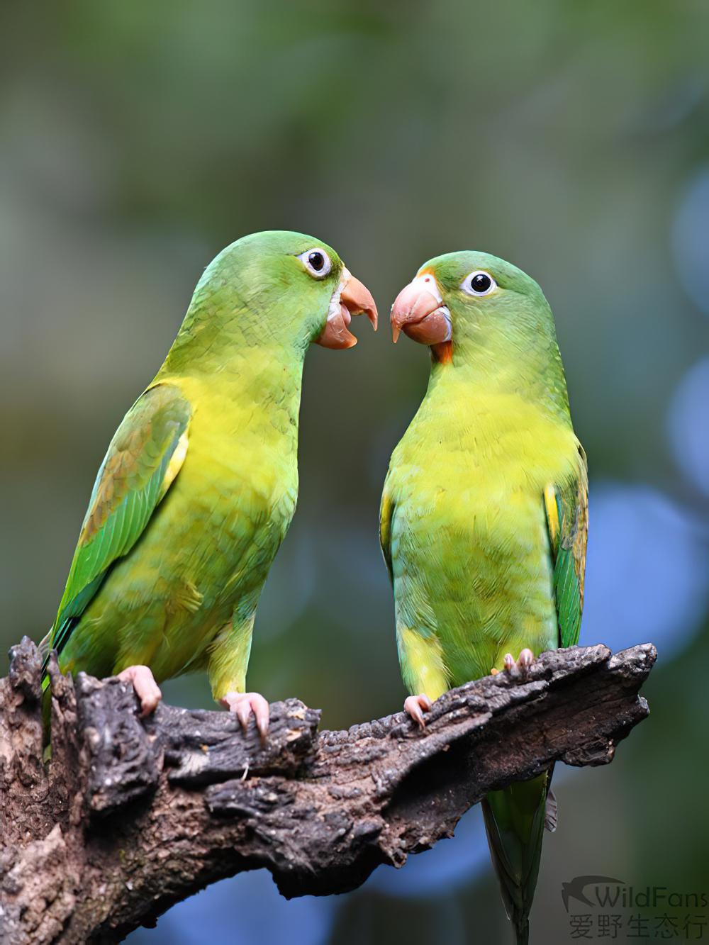 橙颏鹦哥 / Orange-chinned Parakeet / Brotogeris jugularis