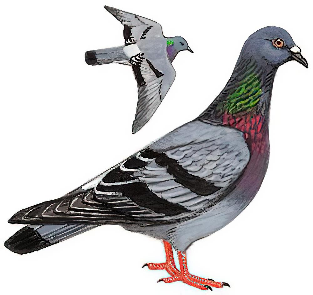 原鸽 / Rock Dove / Columba livia