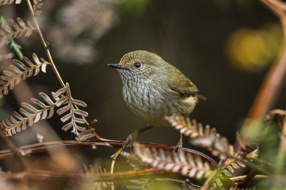 塔岛刺嘴莺 / Tasmanian Thornbill / Acanthiza ewingii