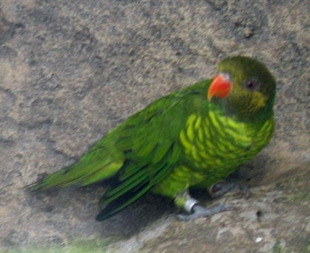 黄绿鹦鹉 / Citrine Lorikeet / Trichoglossus flavoviridis