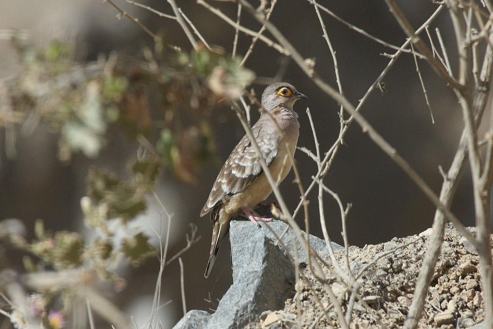 裸脸地鸠 / Bare-faced Ground Dove / Metriopelia ceciliae