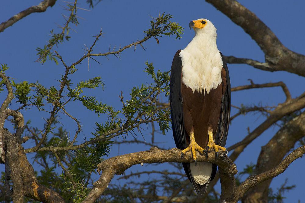 吼海雕 / African Fish Eagle / Haliaeetus vocifer