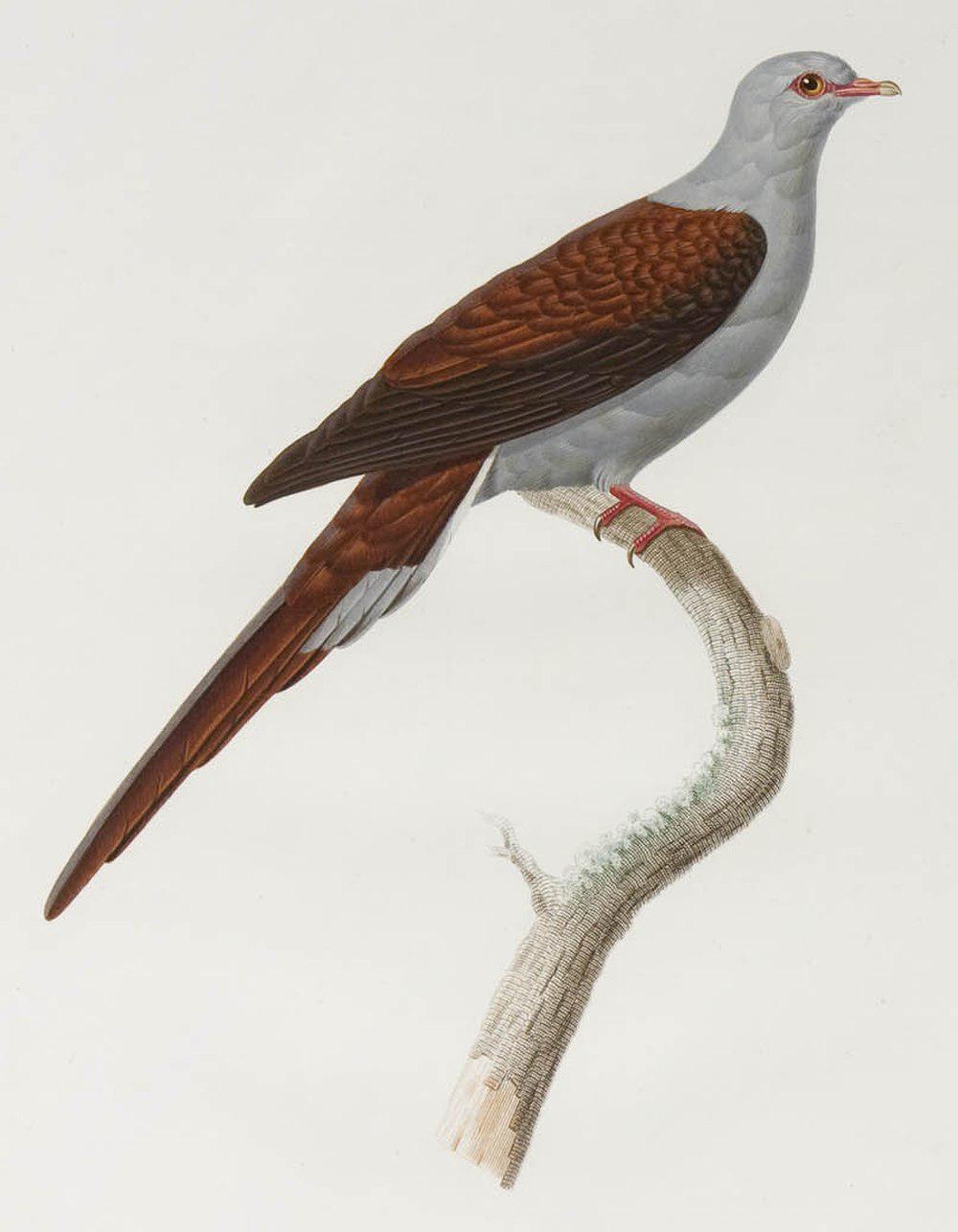 赤灰长尾鸠 / Great Cuckoo-Dove / Reinwardtoena reinwardti