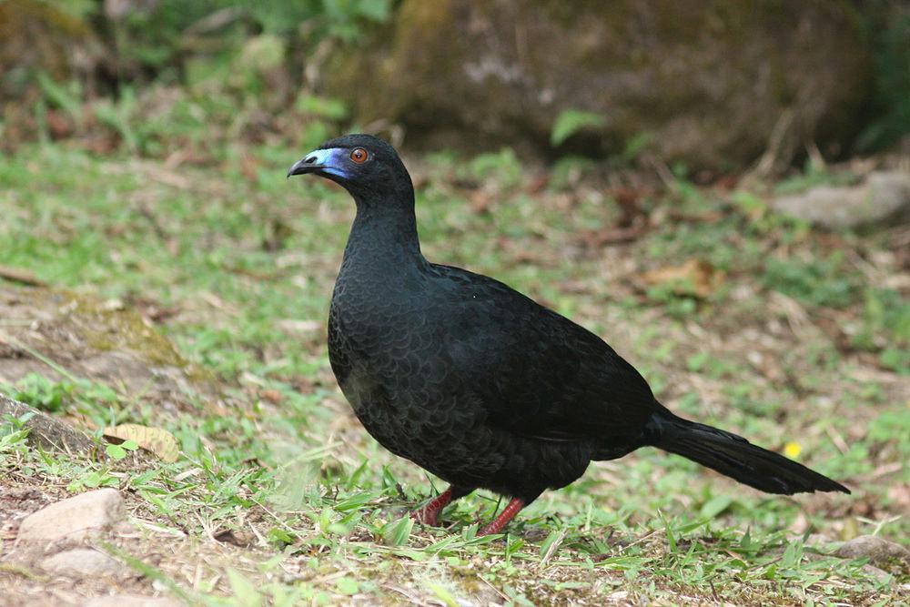 黑镰翅冠雉 / Black Guan / Chamaepetes unicolor