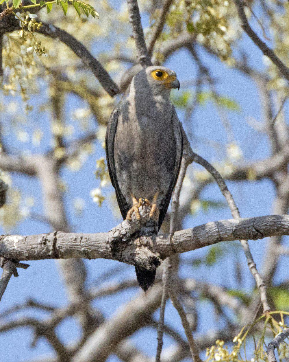 灰头隼 / Dickinson\'s Kestrel / Falco dickinsoni