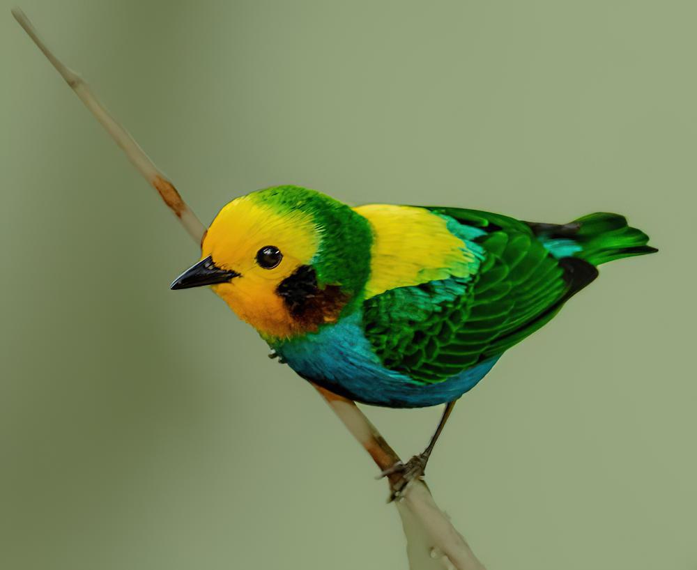 彩绿雀 / Multicolored Tanager / Chlorochrysa nitidissima