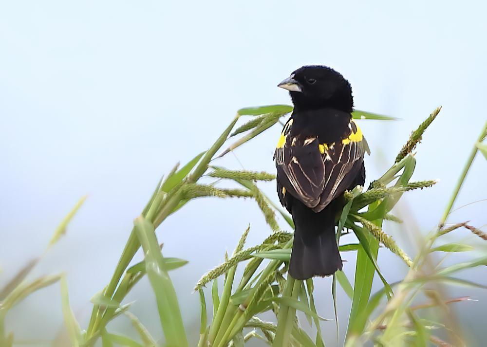 黄巧织雀 / Yellow Bishop / Euplectes capensis