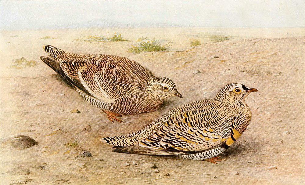 里氏沙鸡 / Lichtenstein\'s Sandgrouse / Pterocles lichtensteinii