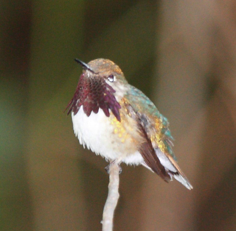 大瑰喉蜂鸟 / Bumblebee Hummingbird / Selasphorus heloisa