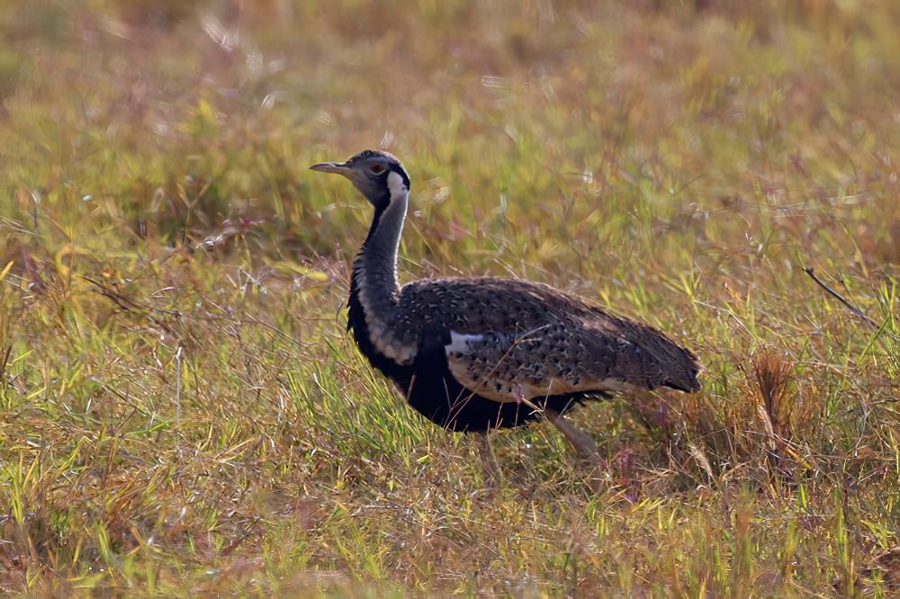 褐黑腹鸨 / Black-bellied Bustard / Lissotis melanogaster