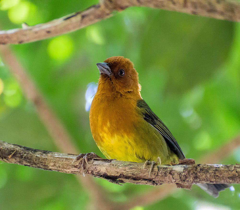 赭胸薮雀 / Ochre-breasted Brushfinch / Atlapetes semirufus