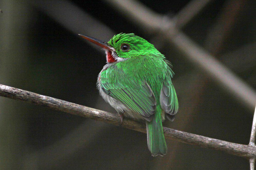 阔嘴短尾鴗 / Broad-billed Tody / Todus subulatus