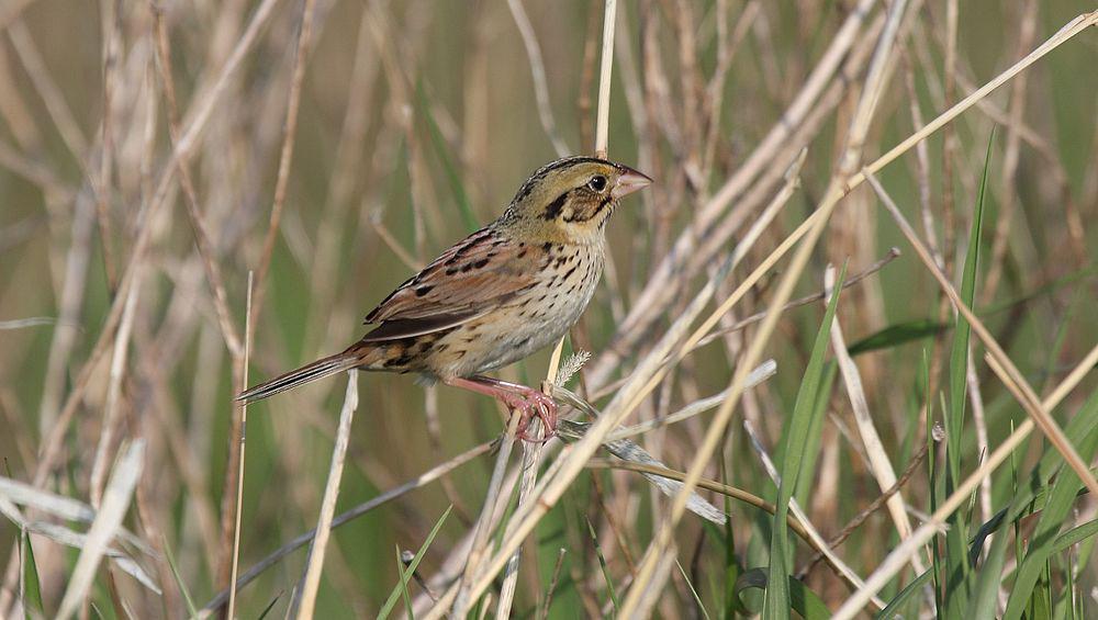 亨氏草鹀 / Henslow\'s Sparrow / Centronyx henslowii