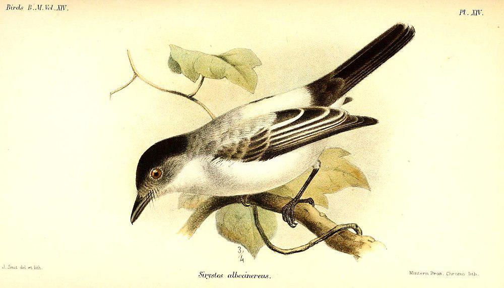 白腰西利霸鹟 / White-rumped Sirystes / Sirystes albocinereus