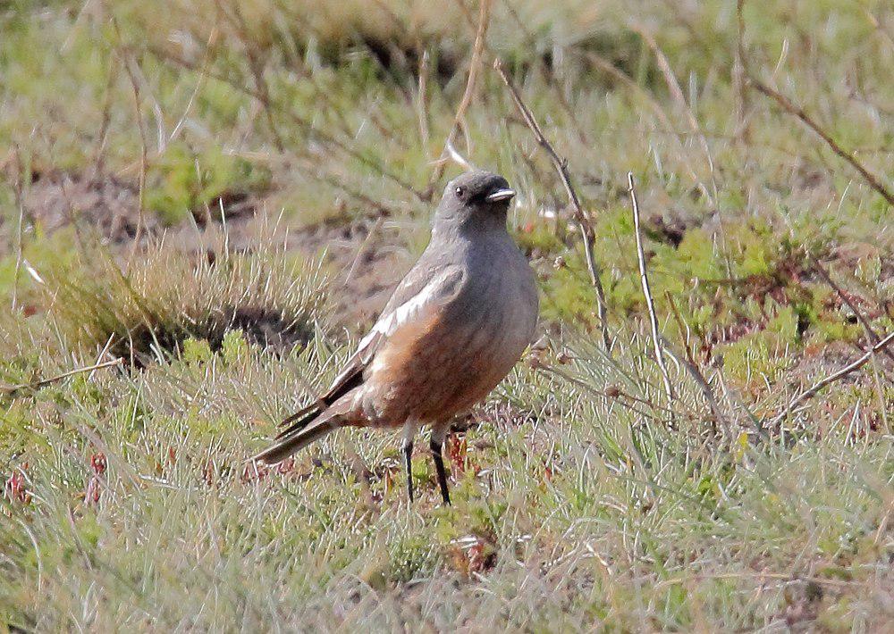 赭肛霸鹟 / Chocolate-vented Tyrant / Neoxolmis rufiventris