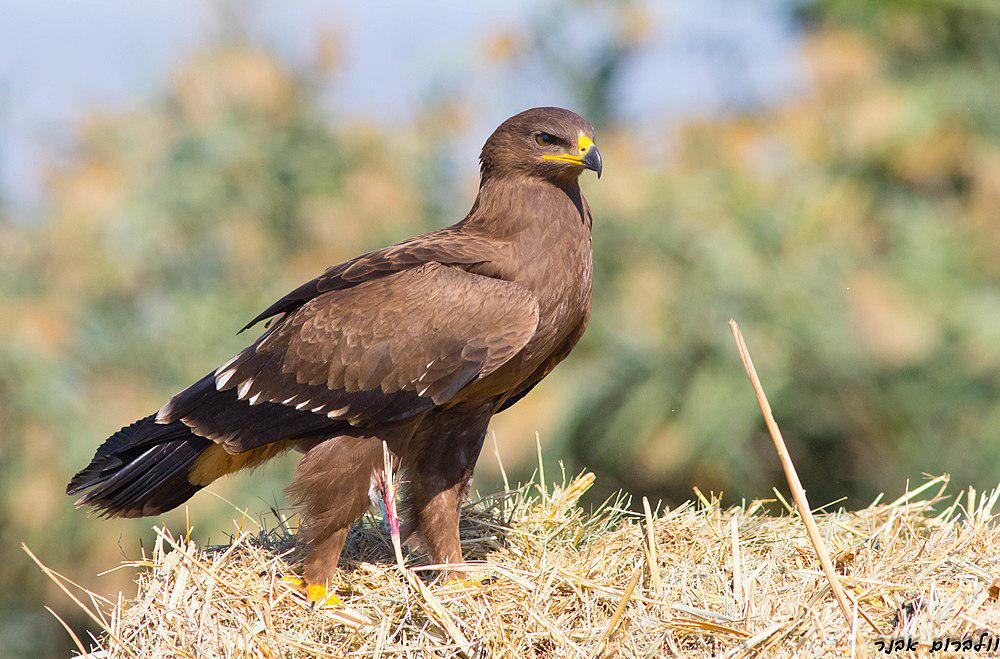 小乌雕 / Lesser Spotted Eagle / Clanga pomarina