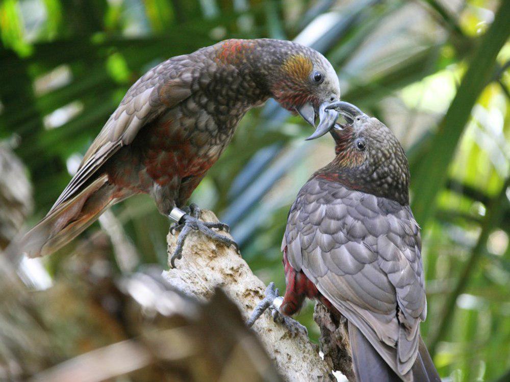 白顶啄羊鹦鹉 / New Zealand Kaka / Nestor meridionalis