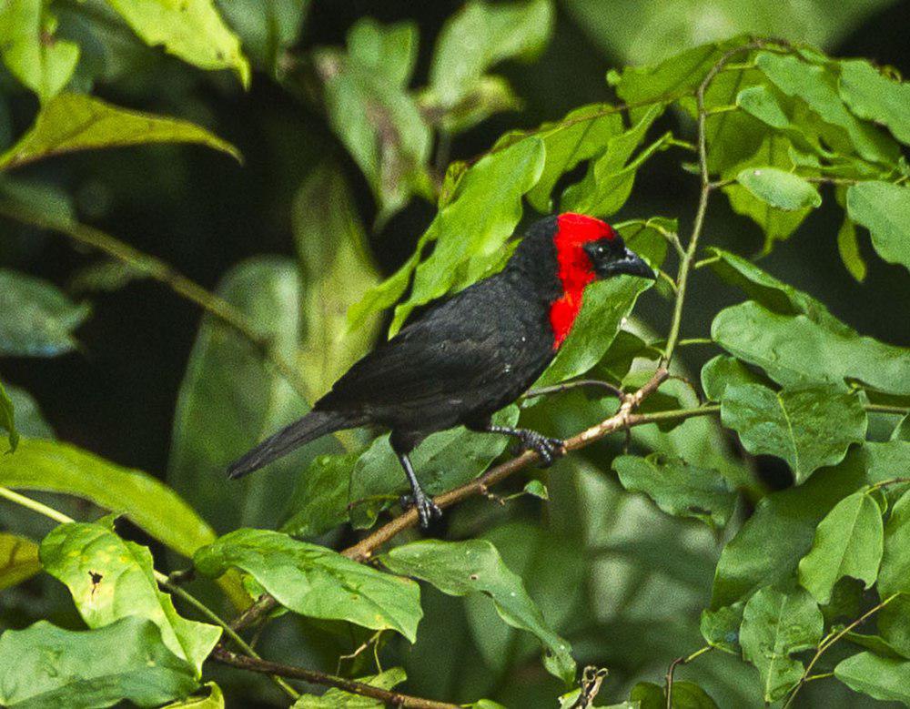 冠精织雀 / Crested Malimbe / Malimbus malimbicus