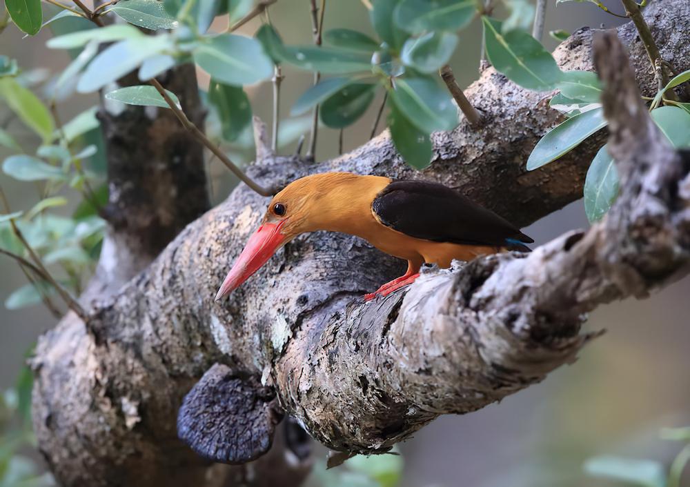 褐翅翡翠 / Brown-winged Kingfisher / Pelargopsis amauroptera