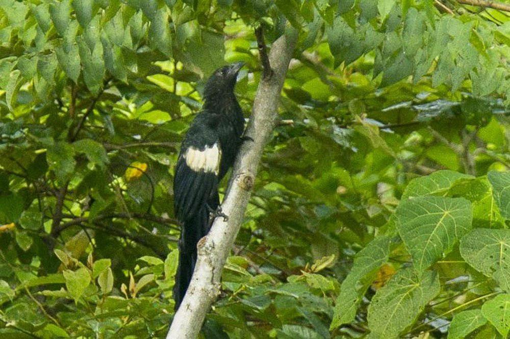 巨鸦鹃 / Goliath Coucal / Centropus goliath