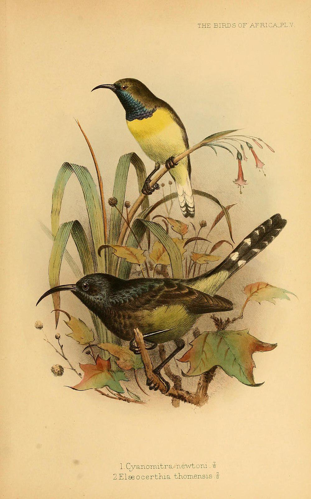 巨花蜜鸟 / Giant Sunbird / Dreptes thomensis