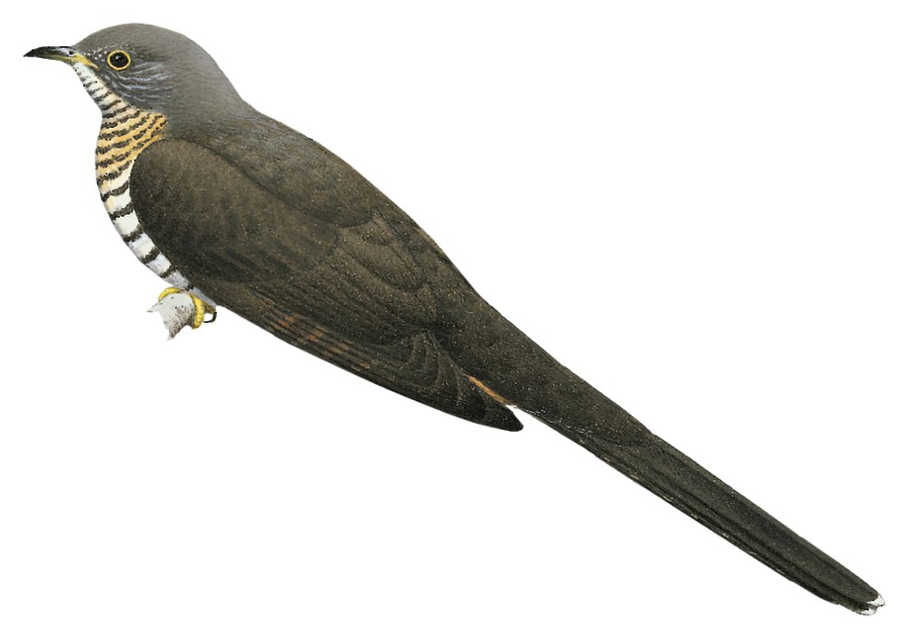 绿长尾鹃 / Olive Long-tailed Cuckoo / Cercococcyx olivinus