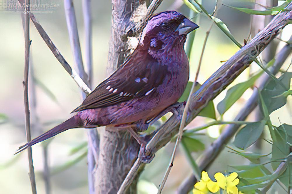 点翅朱雀 / Sharpe\'s Rosefinch / Carpodacus verreauxii