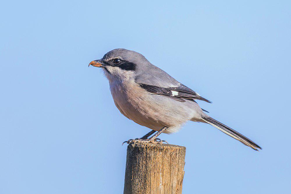 南灰伯劳 / Iberian Grey Shrike / Lanius meridionalis