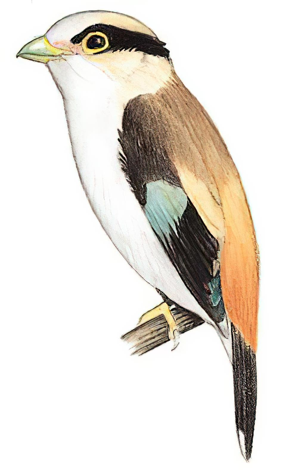 银胸丝冠鸟 / Silver-breasted Broadbill / Serilophus lunatus
