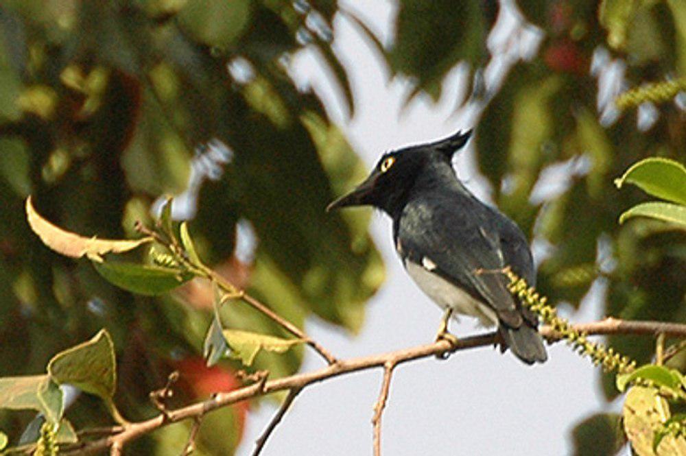 黑白鵙鹟 / Black-and-white Shrike-flycatcher / Bias musicus