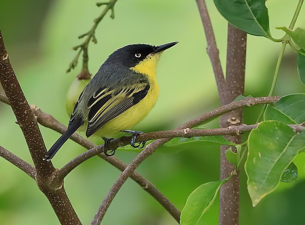 哑霸鹟 / Common Tody-Flycatcher / Todirostrum cinereum