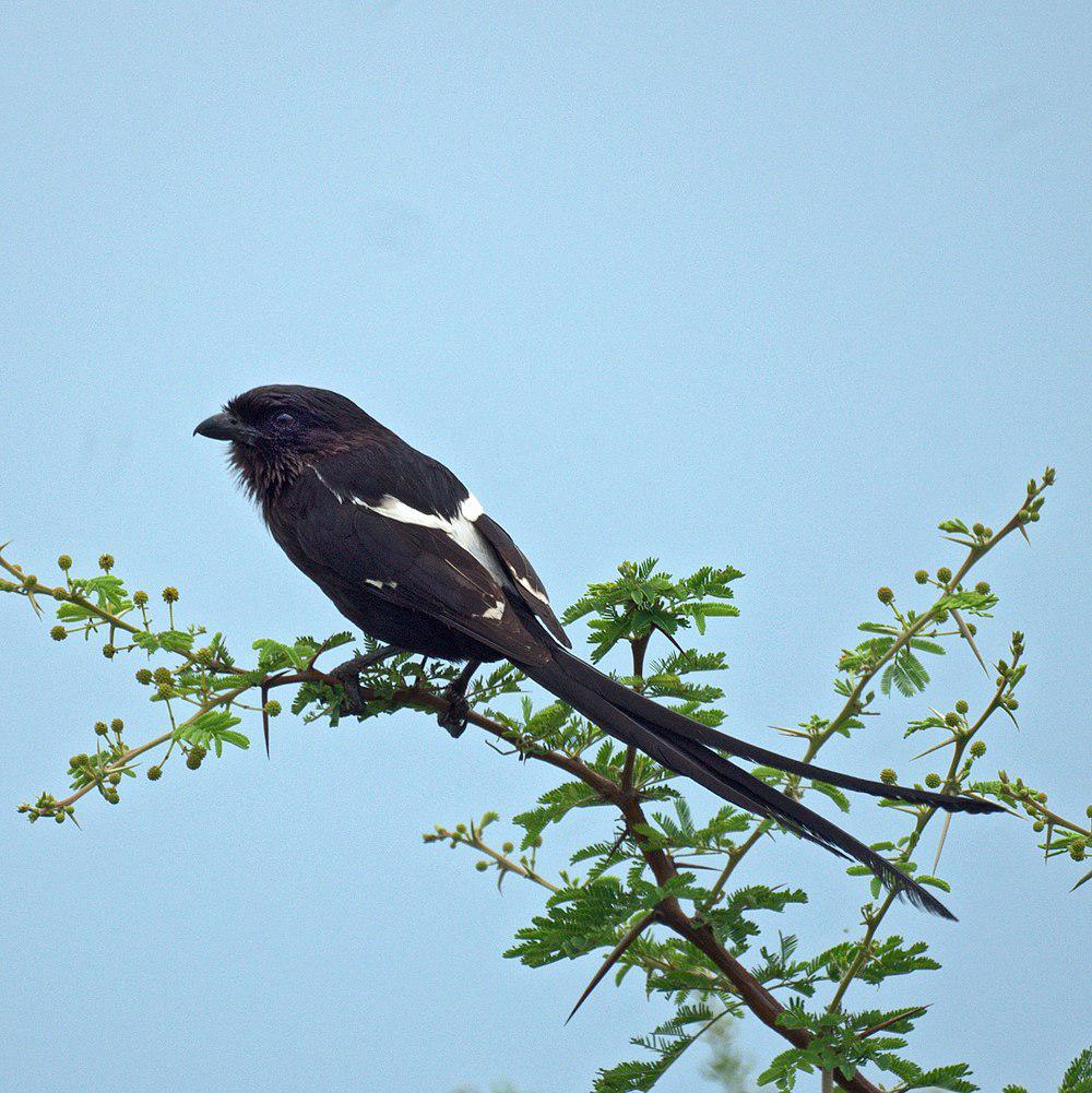 白肩鹊鵙 / Magpie Shrike / Urolestes melanoleucus