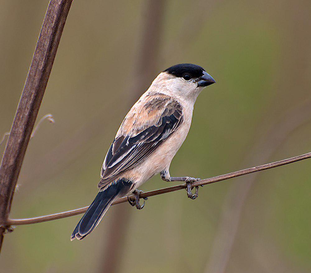 珠腹食籽雀 / Pearly-bellied Seedeater / Sporophila pileata