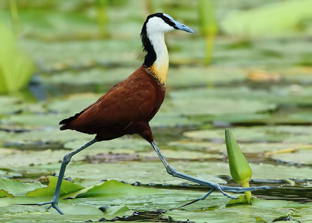 非洲雉鸻 / African Jacana / Actophilornis africanus