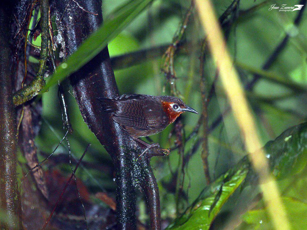 鸣鹪鹩 / Song Wren / Cyphorhinus phaeocephalus